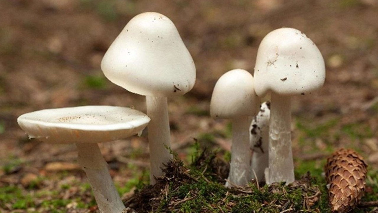 6 kişi mantardan zehirlendi!