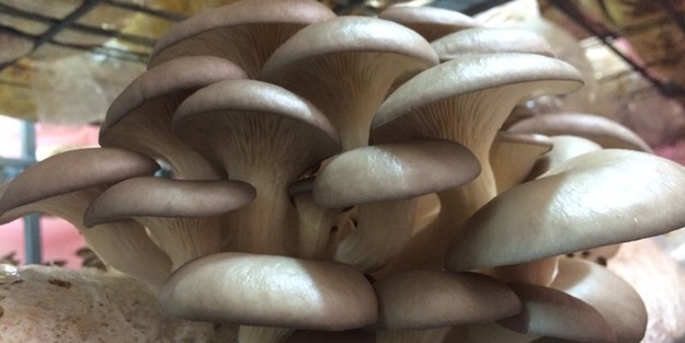 6 kişilik aile mantardan zehirlendi! Durumları ağır