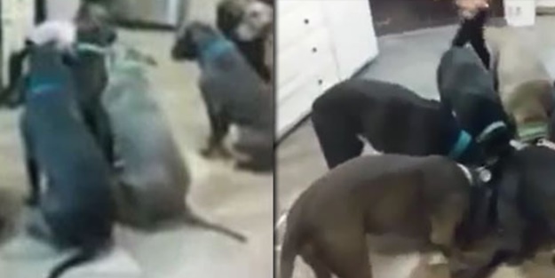 6 aç pitbull ve küçük bir kız!