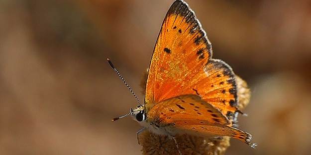 6 yeni kelebek türü gözlendi