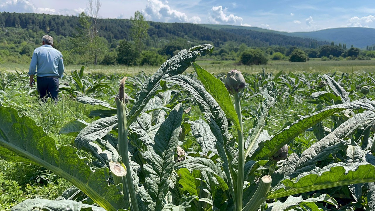 60 bin liralık zarar! Bu kez hasadı hırsızlar yaptı