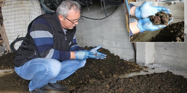 60 bin solucanla organik gübre üretiyor