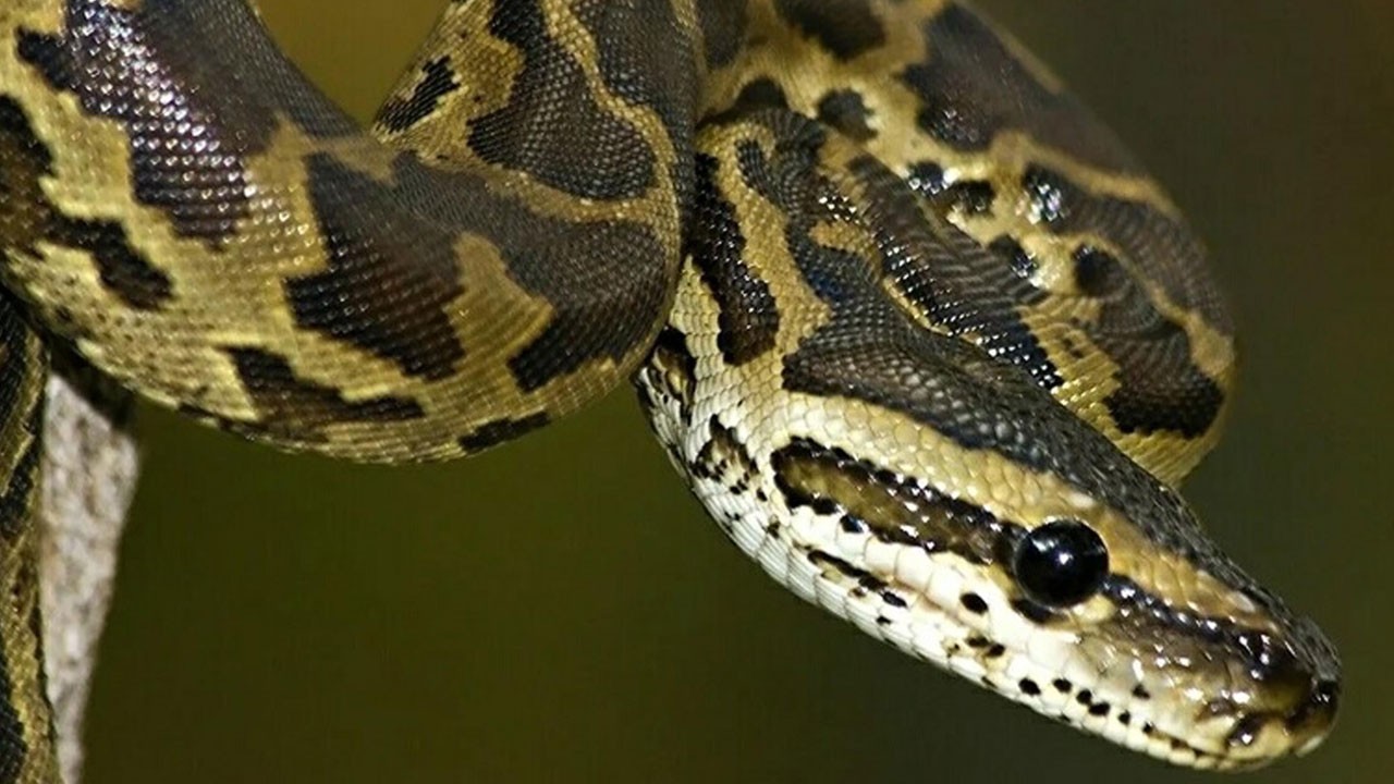 60 bin TL ceza kesildi! Sahibinden satılık piton