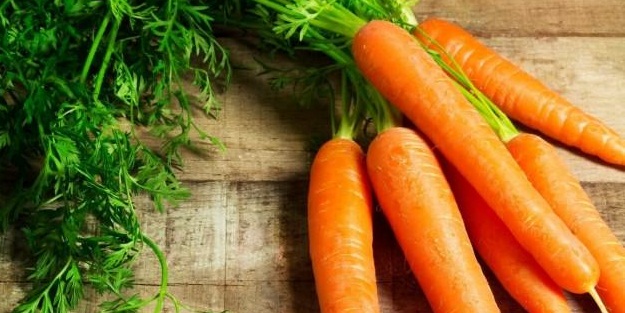 60 bin ton havuç için bekleniyor