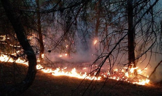  60 hektar ormanlık alan yandı