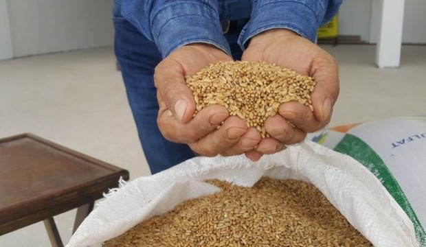 60 kat daha kaliteli! Kilosu 5 TL'den tezgahta