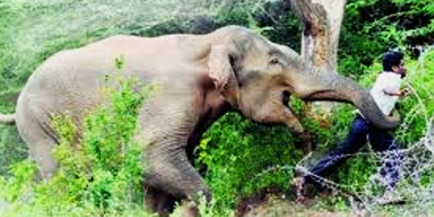 60 kişi fil saldırısında öldü!