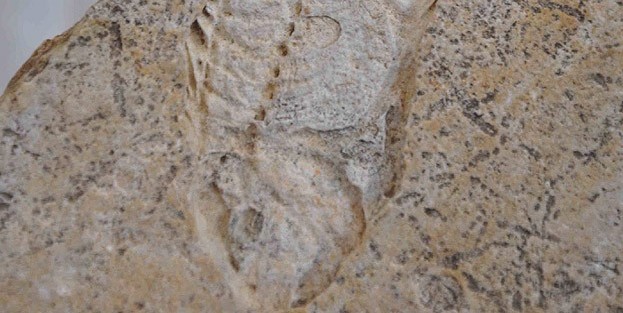 60 milyon yıllık fosil bulundu