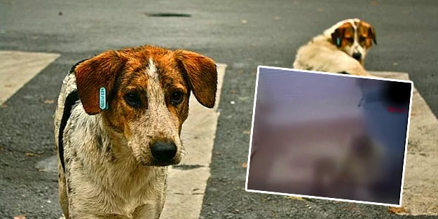 60 yaşındaki adam köpeğe tecavüz ederken böyle yakalandı