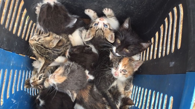 60 yavru kedi ormana terk edildi