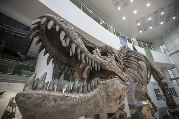 60 yılda toplandı şimdi sergilenecek