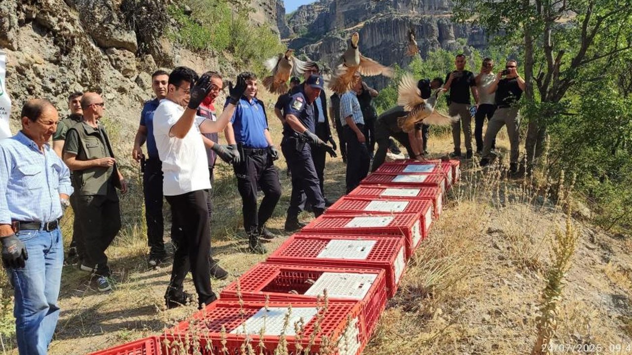 600 keklik daha salındı