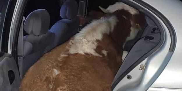 600 kiloluk ineği otomobille çalmaya kalkıştılar