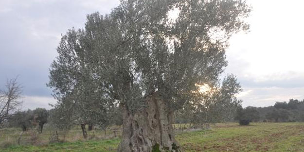 600 yıllık zeytin ağacı tescillenmeyi bekliyor
