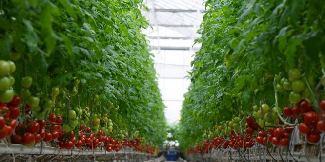 Kayseri Şeker’in topraksız domatesleri sofralarda yerini buldu