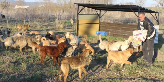 3 bin sokak köpeğine bakıyor