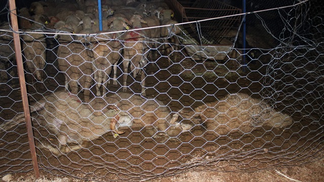 61 kurbanlık telef oldu