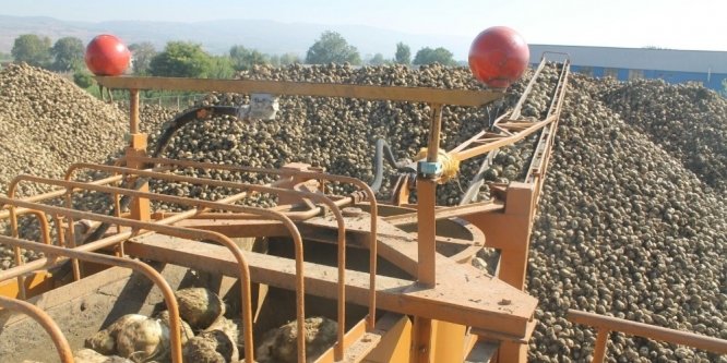 Pancar yüzleri güldürdü