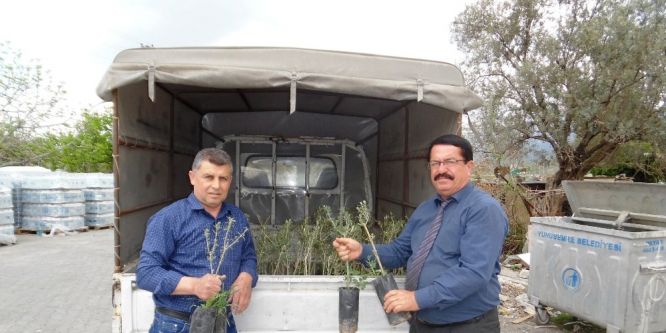10 bin zeytin fidanı dağıtıldı