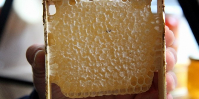 Samsun'da arıcılar bal hedefine ulaşamadı