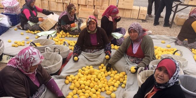 Mersin’de limon hasadı devam ediyor