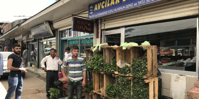 Balıkçılık bitti, fide satışı başladı
