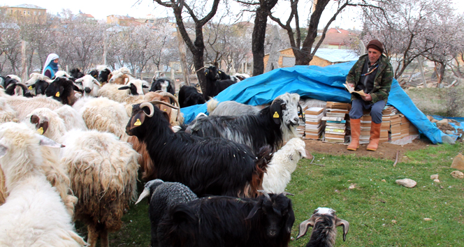 63'lük çoban yarıda bıraktığı üniversiteye tekrar başladı