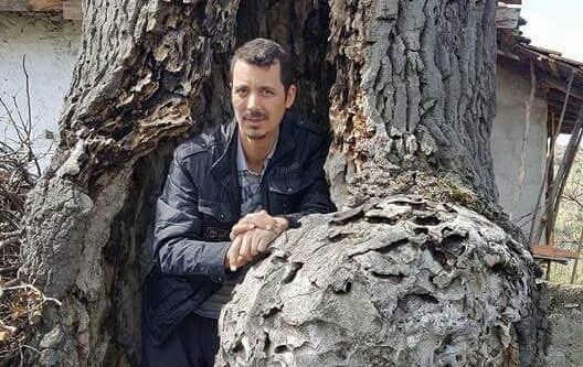 5 asırlık meşe ağacı