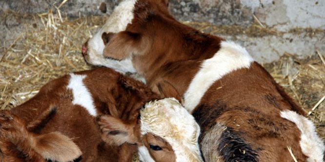 İnek dördüz doğurdu