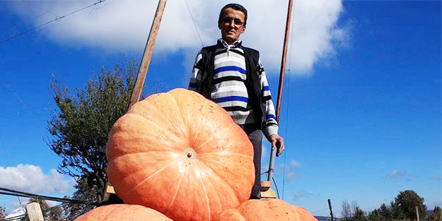  Bal kabaklarını görenler şaşırıyor