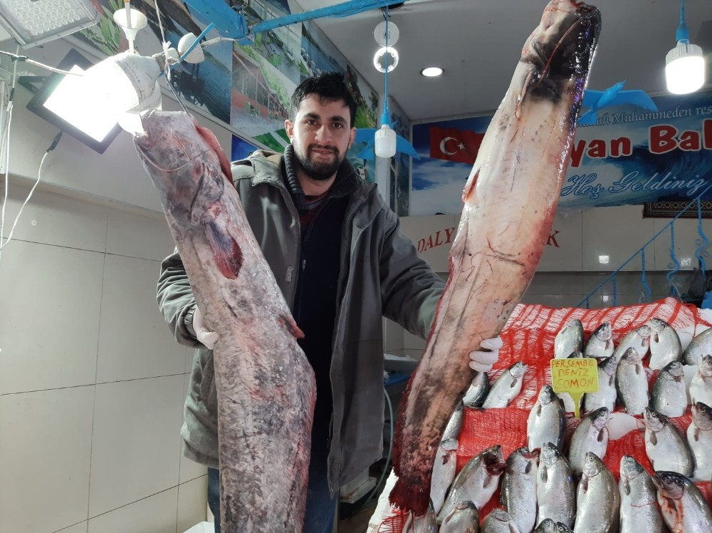 65 kilogramlık yayın balığı yakaladı 