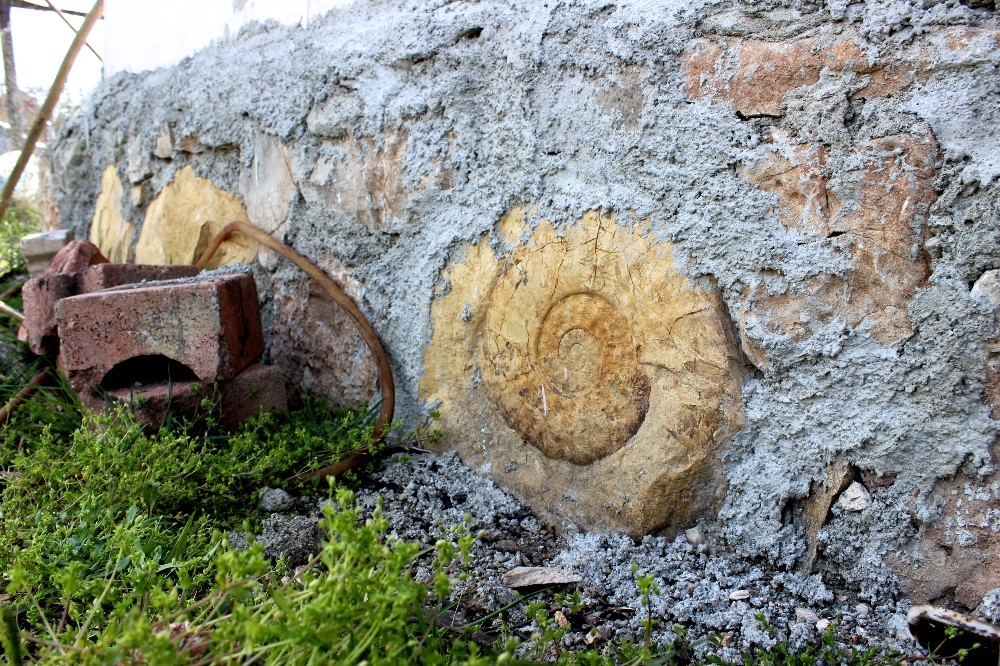 65 milyon yıllık dev fosil duvardan söküldü 