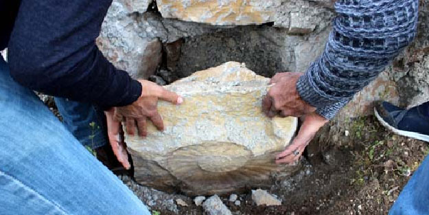 65 milyon yıllık salyangoz fosili, evin duvarından söküldü