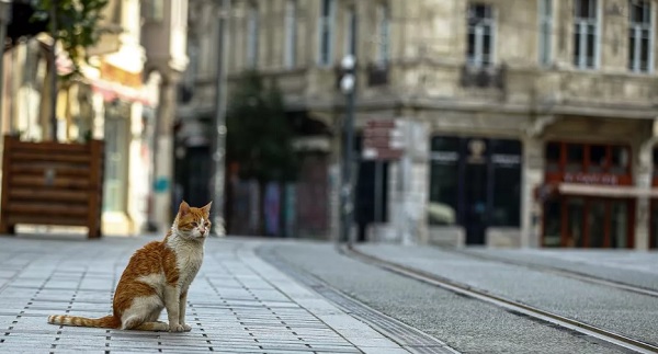 65 yaş üstü ne zaman sokağa çıkabilecek? | 20 yaş altı sokağa çıkabilecek mi?