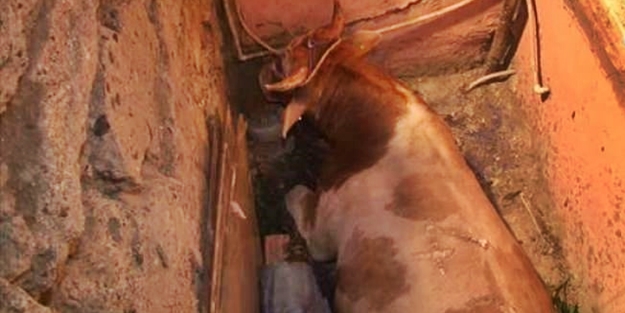 650 kiloluk boğa vinçle işte böyle kurtarıldı