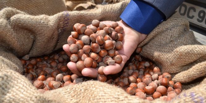 Pazara 375 bin ton fındık indi