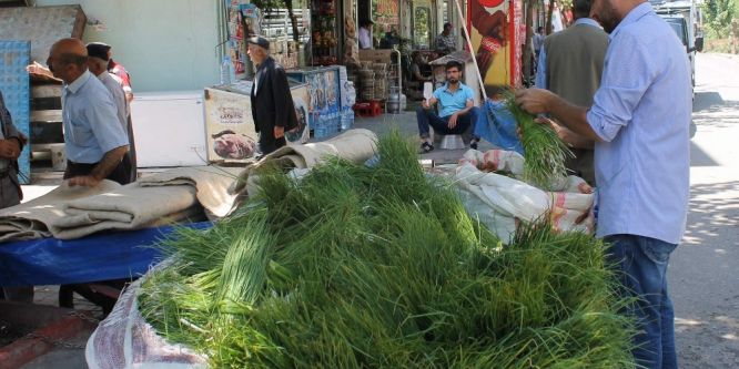 Siirt’e özgü peynir otu piyasaya çıktı