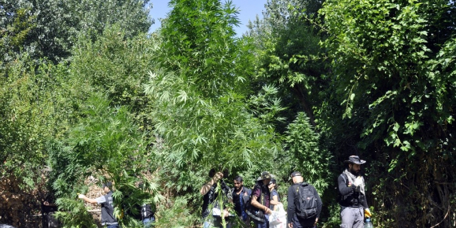 Dev kenevirler polisi şaşırttı