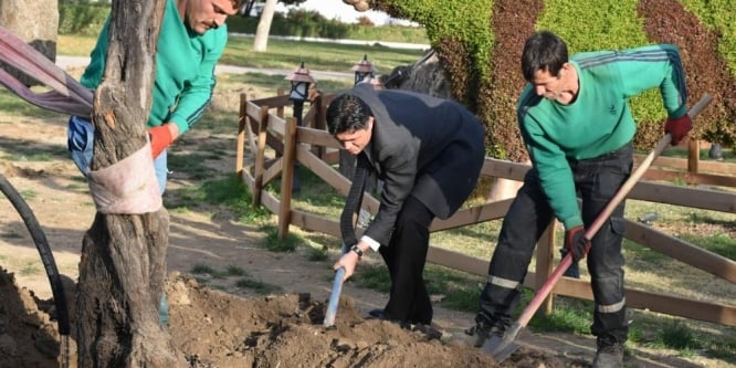 Zeytinli Park’a 100 yıl sonra ilk zeytin ağacı dikildi