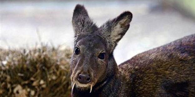 66 yıl sonra görüntülendi