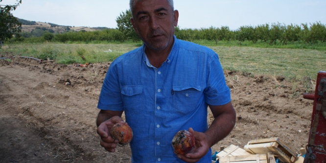 Tonlarca şeftali çöpe dökülüyor