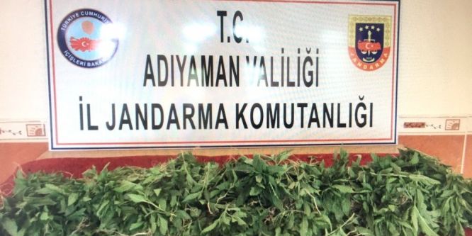 Jandarma kenevir bitkisi ele geçirdi