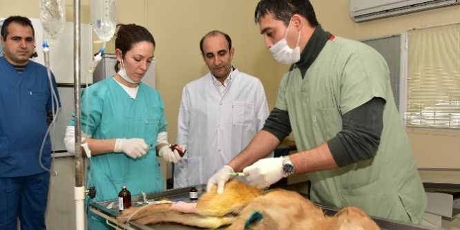 Sokak hayvanlarına belediye şefkati