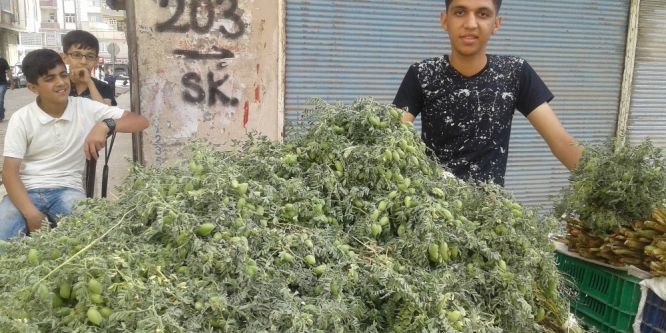 Silopi’de yeşil nohut satışları başladı