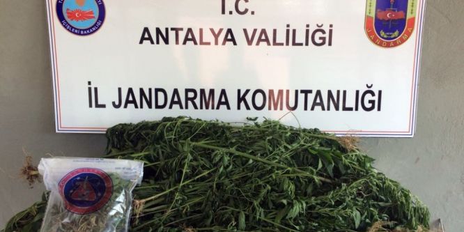 487 kök kenevir ele geçirildi