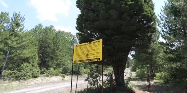 69 yıllık devasa çam bulundu!