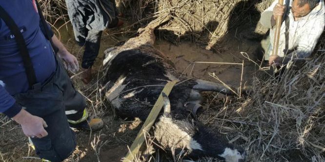 Çamura saplanan inek 2 saatte kurtarıldı