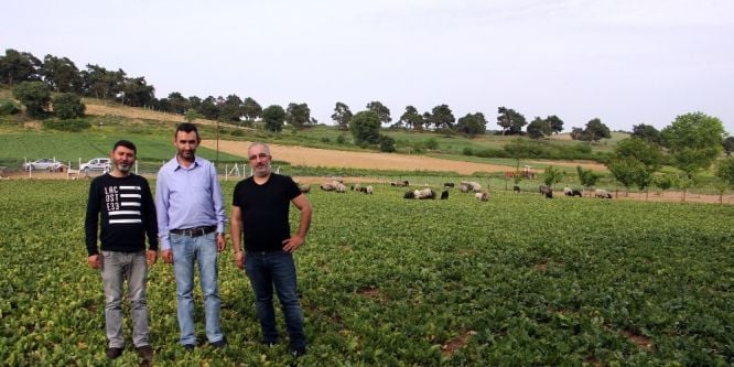 Bu çiftlik ziyaretçi akınına uğruyor