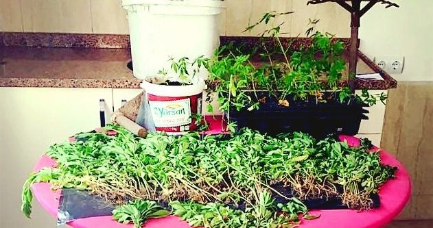 Köyceğiz’de uyuşturucu operasyonu; 3 tutuklama