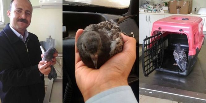 Yaralı güvercine zabıta sahip çıktı